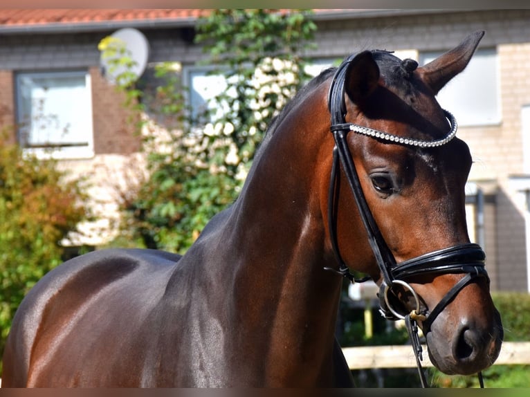 KWPN Hengst 3 Jaar 170 cm Donkerbruin in Neuss