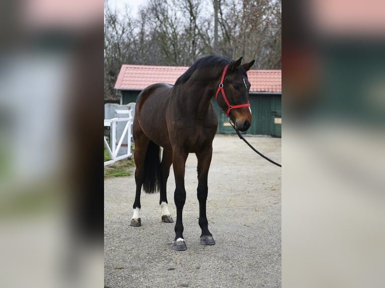 KWPN Hengst 3 Jaar 170 cm Donkerbruin in Murska Soboda
