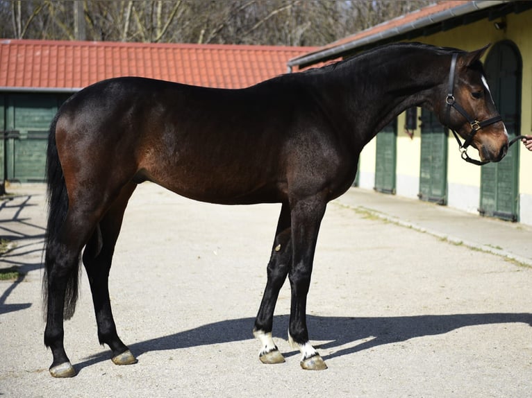 KWPN Hengst 3 Jaar 170 cm Donkerbruin in Murska Soboda