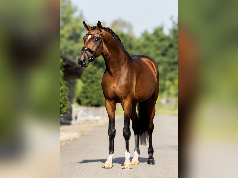 KWPN Hengst 3 Jaar 170 cm Roodbruin in Dreumel