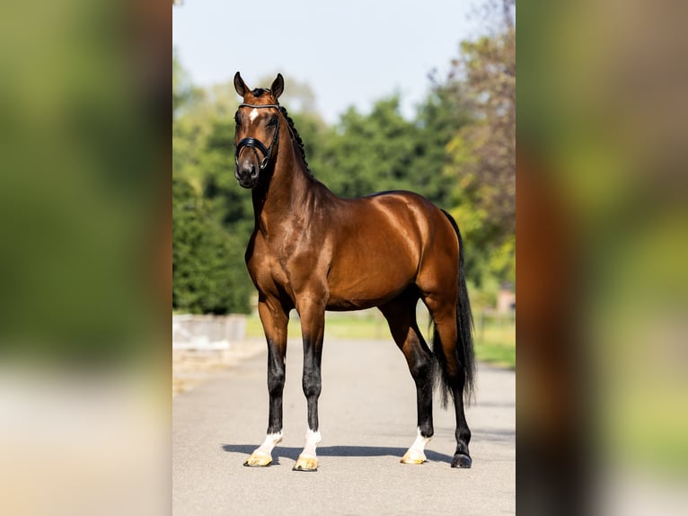 KWPN Hengst 3 Jaar 170 cm Roodbruin in Dreumel