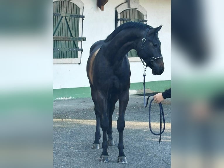 KWPN Hengst 3 Jaar 170 cm Schimmel in Halbenrain