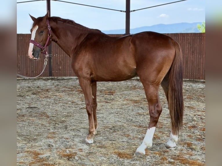KWPN Hengst 3 Jaar 170 cm  in Levice