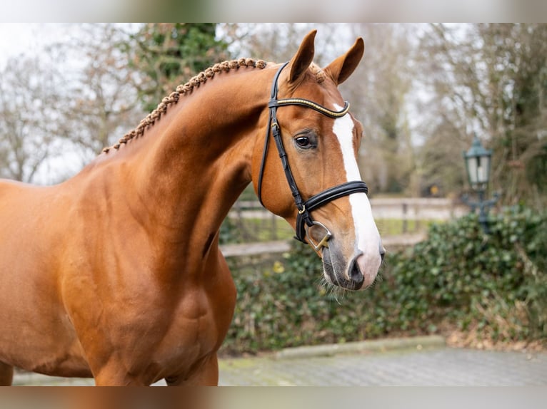 KWPN Hengst 3 Jaar 170 cm  in Heerde