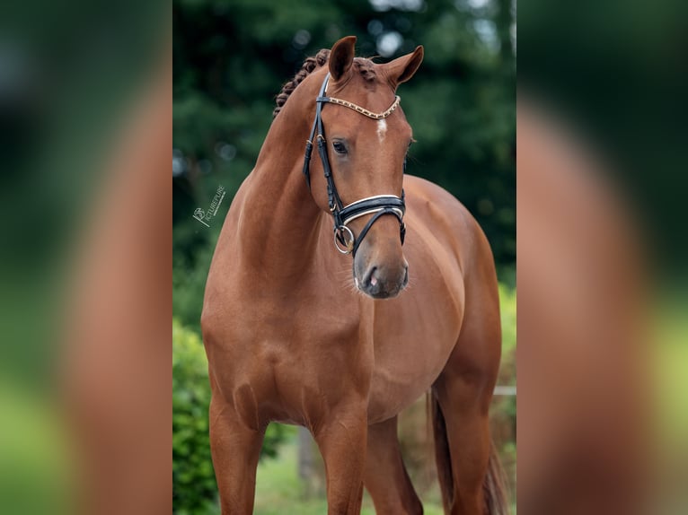 KWPN Hengst 3 Jaar 170 cm Vos in Weert