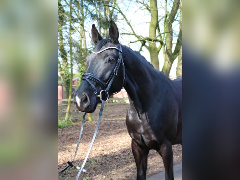 KWPN Hengst 3 Jaar 170 cm Zwart in F&#xFC;rstenau