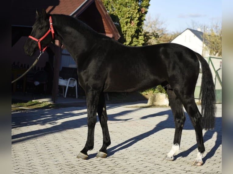 KWPN Hengst 3 Jaar 170 cm Zwart in Murska Soboda