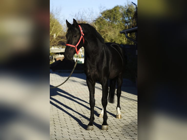 KWPN Hengst 3 Jaar 170 cm Zwart in Murska Soboda