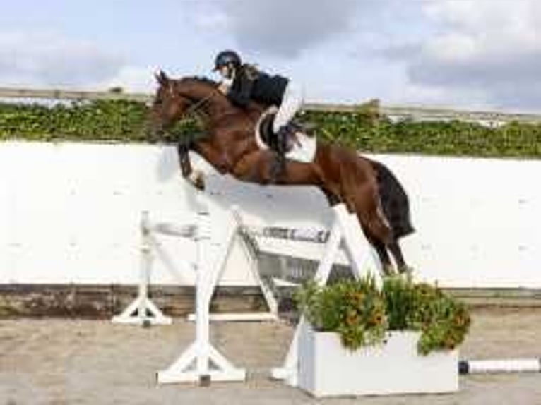 KWPN Hengst 3 Jaar 171 cm Bruin in Waddinxveen