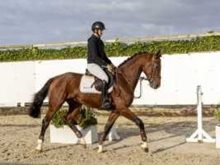 KWPN Hengst 3 Jaar 171 cm Bruin in Waddinxveen