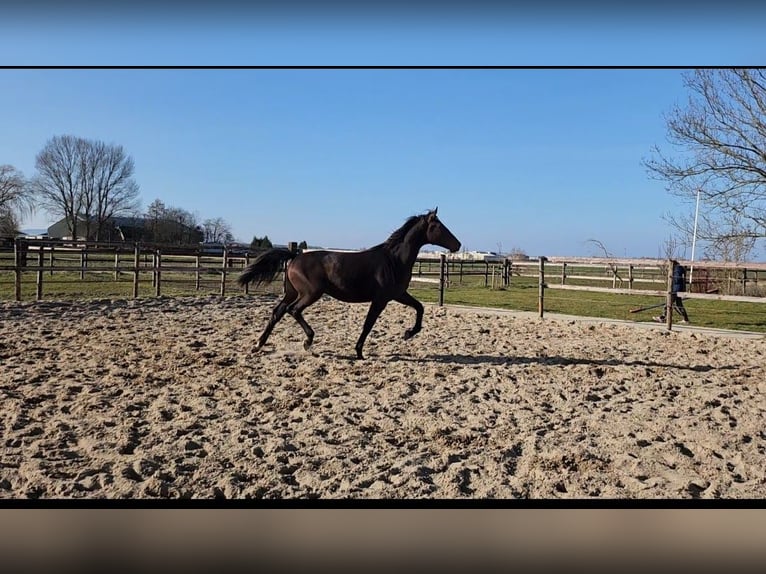 KWPN Hengst 3 Jaar 171 cm Donkerbruin in Andijk