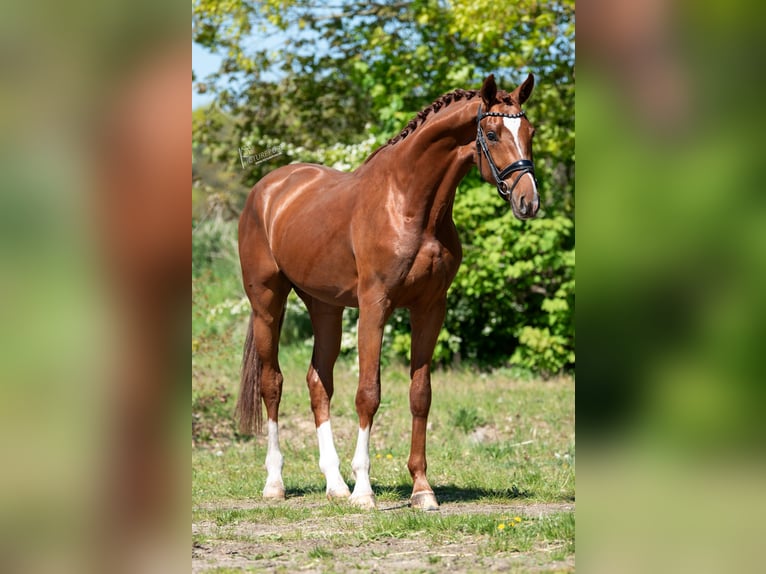 KWPN Hengst 3 Jaar 171 cm Lichtbruin in Peer