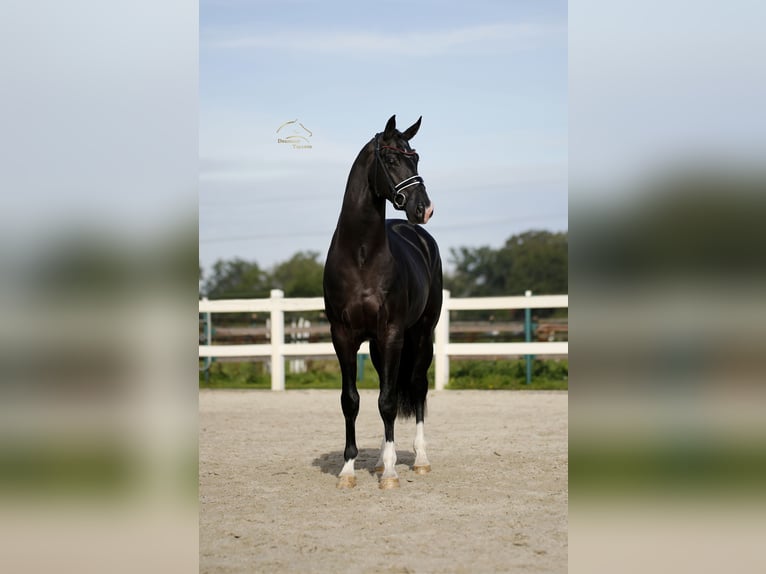 KWPN Hengst 3 Jaar 171 cm Zwart in Vechta
