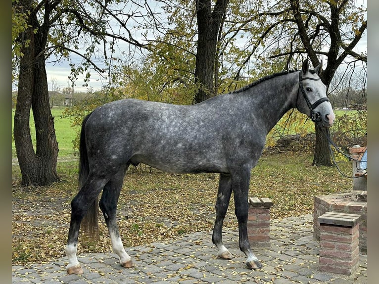 KWPN Hengst 3 Jaar 172 cm Schimmel in Bekescsaba