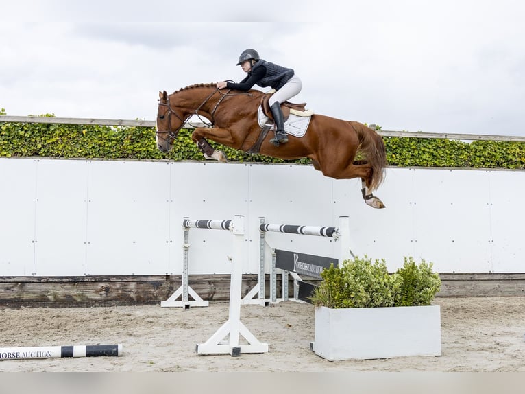 KWPN Hengst 3 Jaar 172 cm Vos in Waddinxveen
