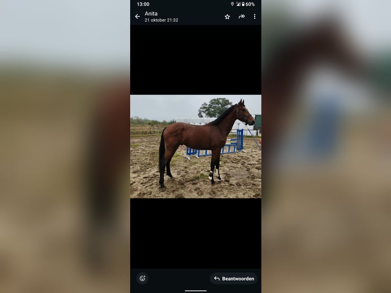 KWPN Hengst 3 Jaar 173 cm Bruin in Hoogeveen