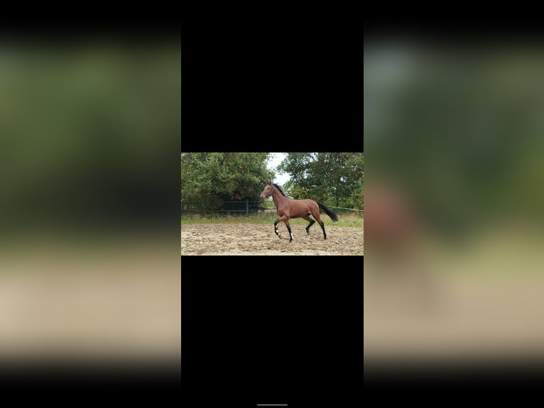 KWPN Hengst 3 Jaar 173 cm Bruin in Hoogeveen