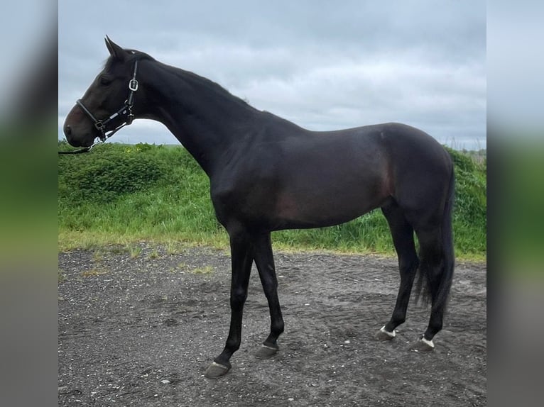 KWPN Hengst 3 Jaar 173 cm Donkerbruin in Twist