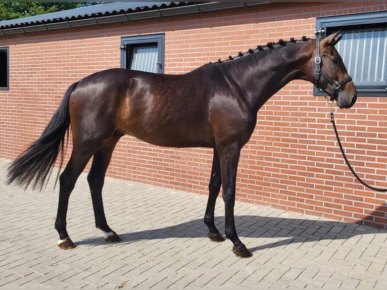 KWPN Hengst 3 Jaar 173 cm Donkerbruin in Twist