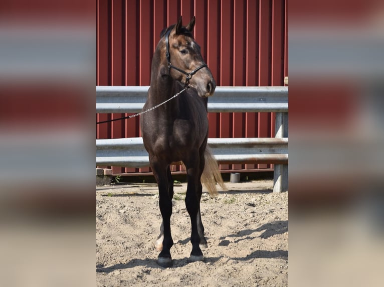 KWPN Hengst 3 Jaar 173 cm Vos in Opende