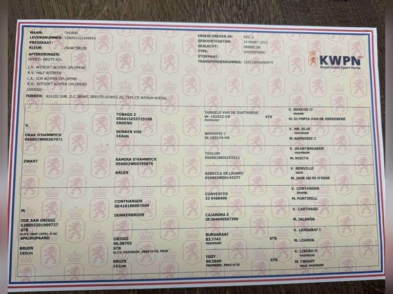 KWPN Hengst 3 Jaar 173 cm Zwart in Békéscsaba