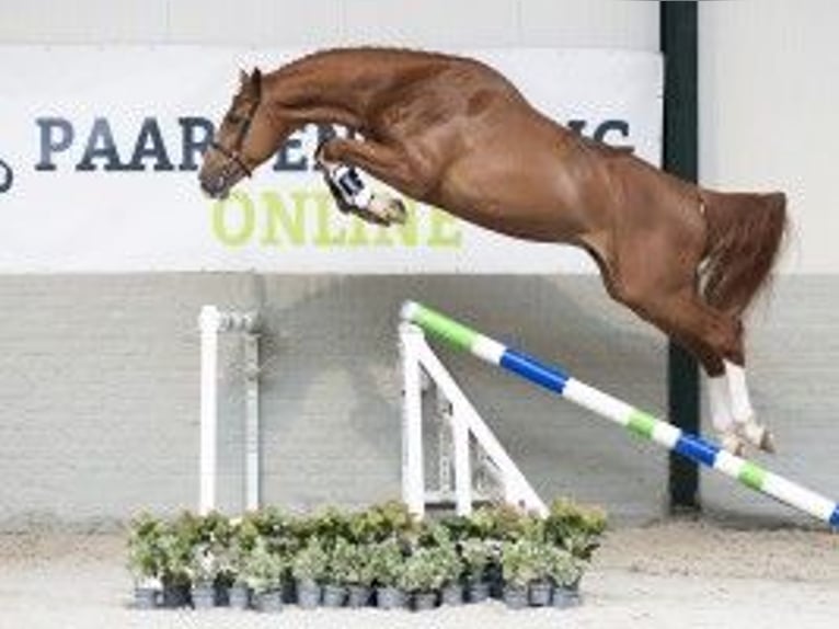 KWPN Hengst 3 Jaar 174 cm Bruin in Heerde