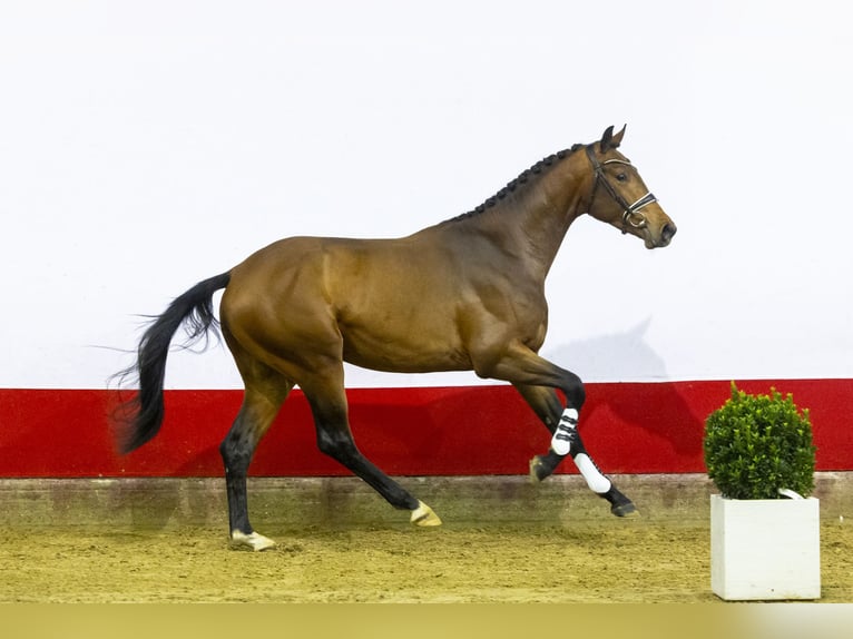 KWPN Hengst 3 Jaar 176 cm Bruin in Waddinxveen