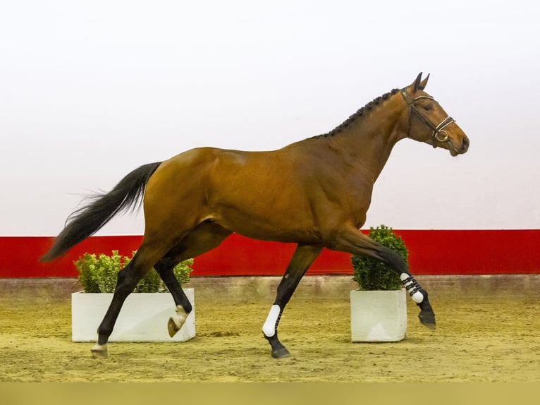 KWPN Hengst 3 Jaar 176 cm Bruin in Waddinxveen