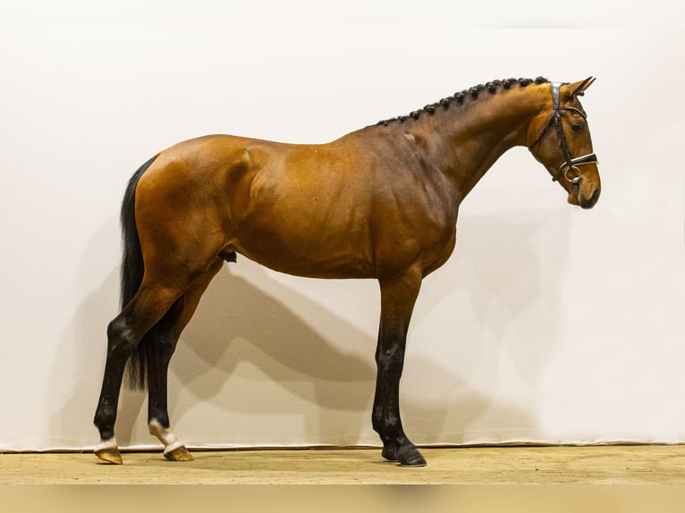 KWPN Hengst 3 Jaar 176 cm Bruin in Waddinxveen