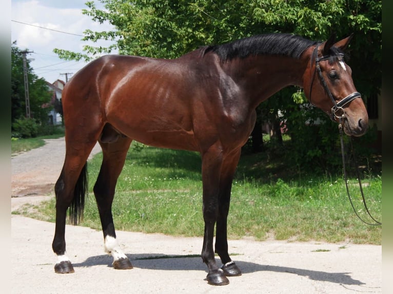 KWPN Hengst 3 Jaar 178 cm Bruin in Szarvas