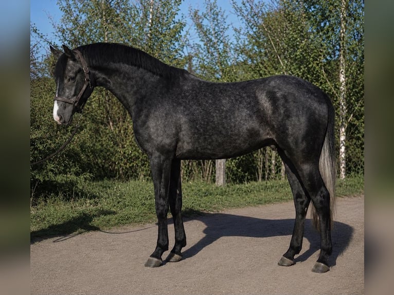 KWPN Hengst 3 Jaar Zwartschimmel in Lendava/Lendva
