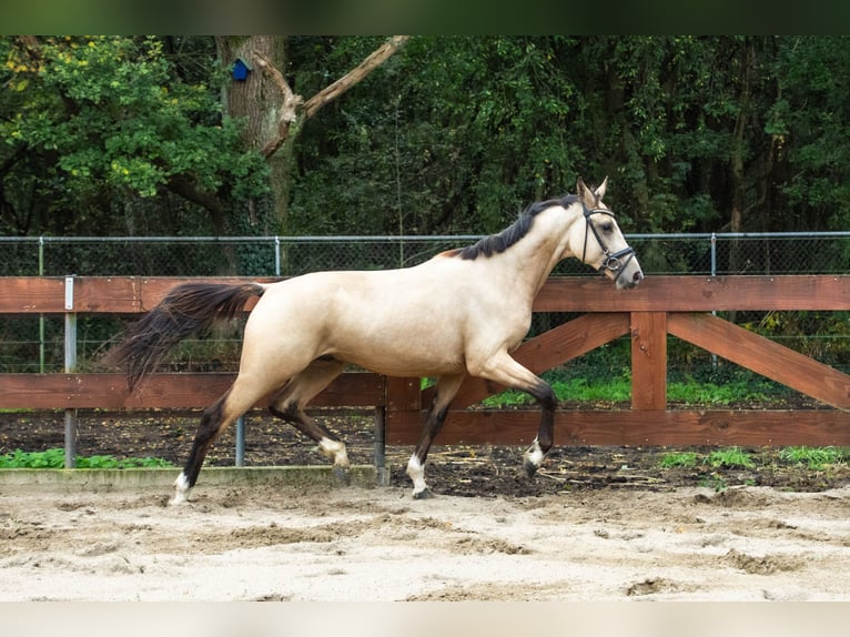 KWPN Mix Hengst 3 Jahre 148 cm Buckskin in Oss KWPN Mix Hengst 3 Jahre 148 cm Buckskin in Oss