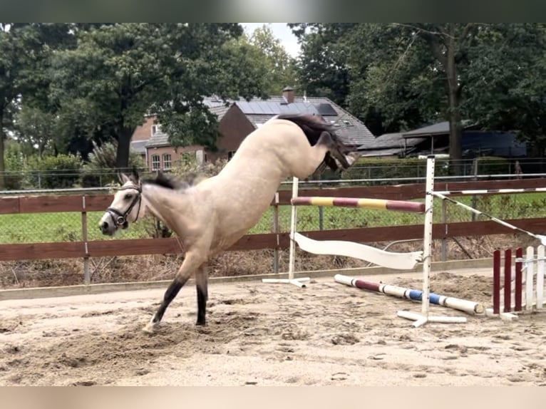 KWPN Mix Hengst 3 Jahre 148 cm Buckskin in Oss KWPN Mix Hengst 3 Jahre 148 cm Buckskin in Oss