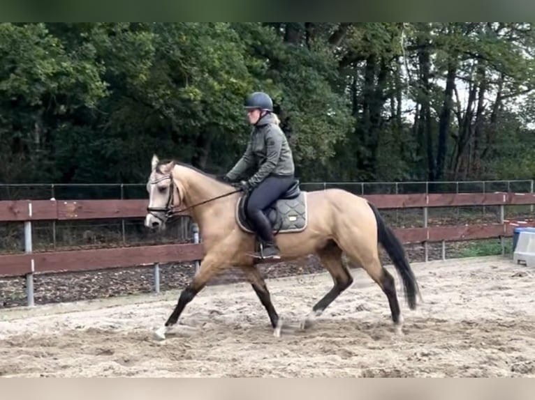 KWPN Mix Hengst 3 Jahre 148 cm Buckskin in Oss KWPN Mix Hengst 3 Jahre 148 cm Buckskin in Oss