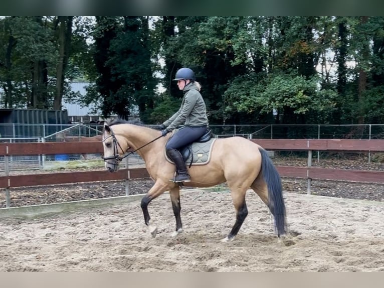KWPN Mix Hengst 3 Jahre 148 cm Buckskin in Oss KWPN Mix Hengst 3 Jahre 148 cm Buckskin in Oss