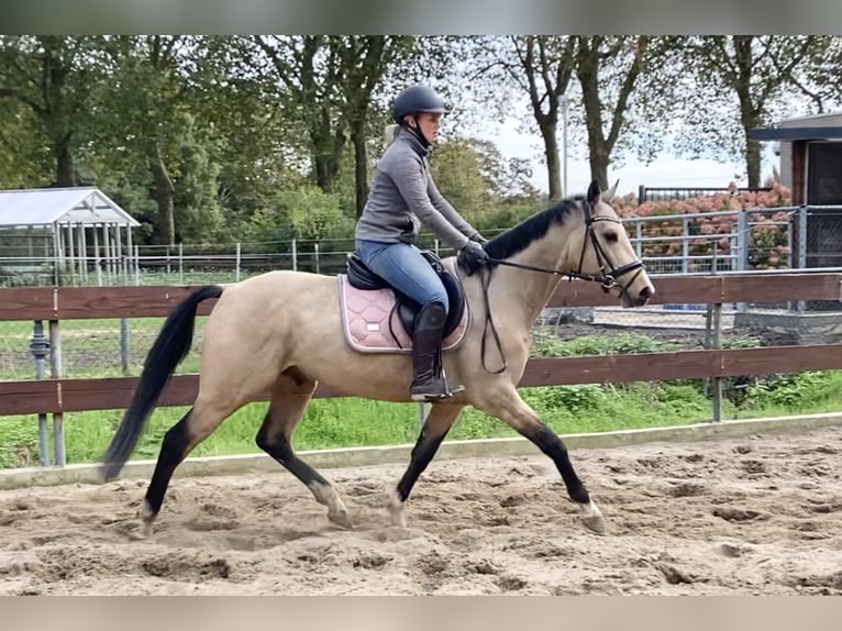 KWPN Mix Hengst 3 Jahre 148 cm Buckskin in Oss KWPN Mix Hengst 3 Jahre 148 cm Buckskin in Oss