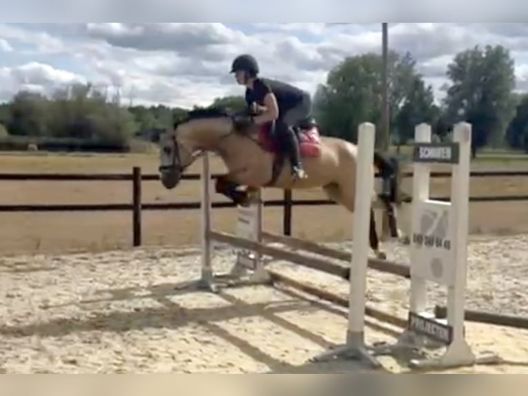 KWPN Mix Hengst 3 Jahre 148 cm Buckskin in Oss KWPN Mix Hengst 3 Jahre 148 cm Buckskin in Oss