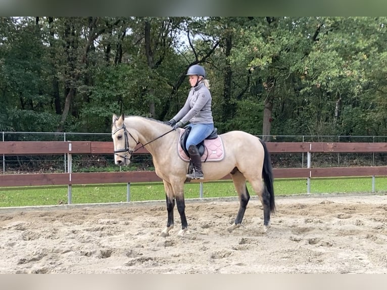 KWPN Mix Hengst 3 Jahre 148 cm Buckskin in Oss KWPN Mix Hengst 3 Jahre 148 cm Buckskin in Oss
