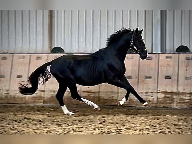 KWPN Hengst 3 Jahre 153 cm Rappe in Neustadt (Wied)