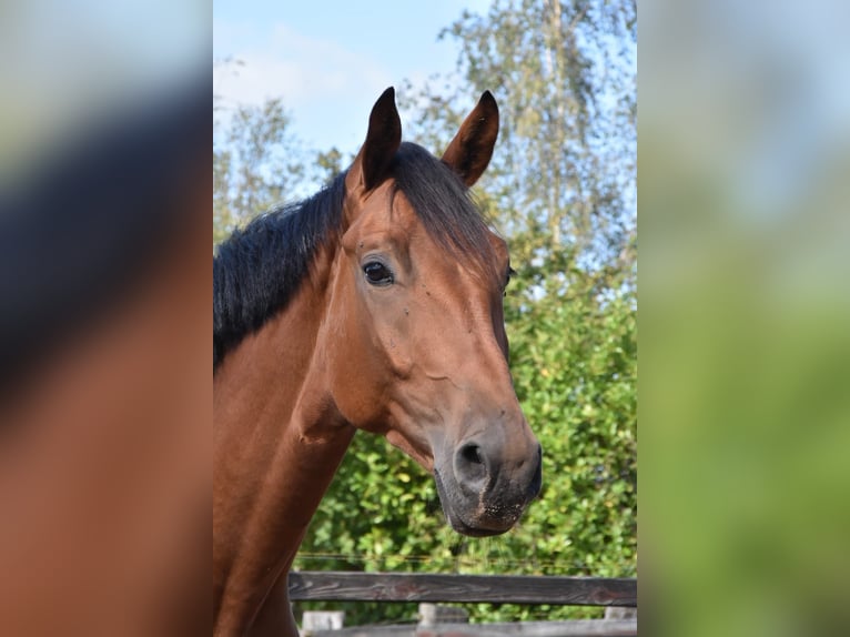 KWPN Hengst 3 Jahre 160 cm Brauner in Kerkenveld