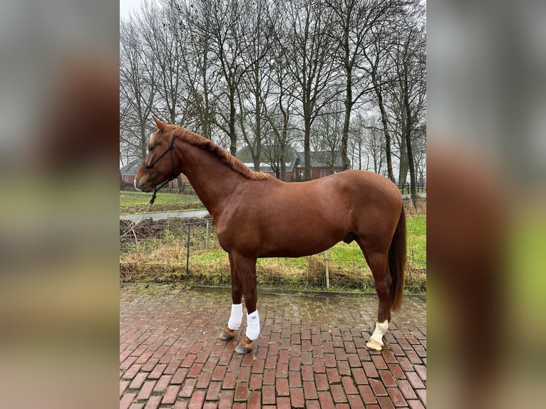 KWPN Hengst 3 Jahre 160 cm Dunkelfuchs in Bierum