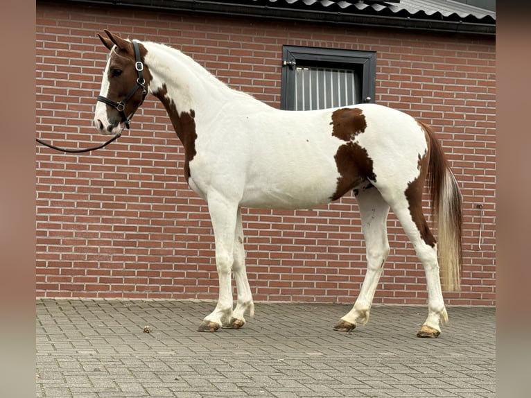 KWPN Hengst 3 Jahre 160 cm Schecke in Zieuwent