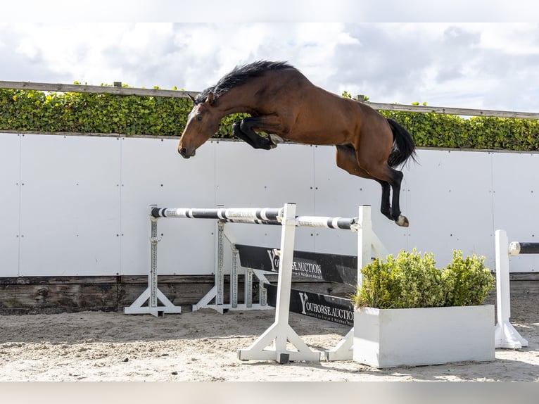 KWPN Hengst 3 Jahre 160 cm  in Waddinxveen