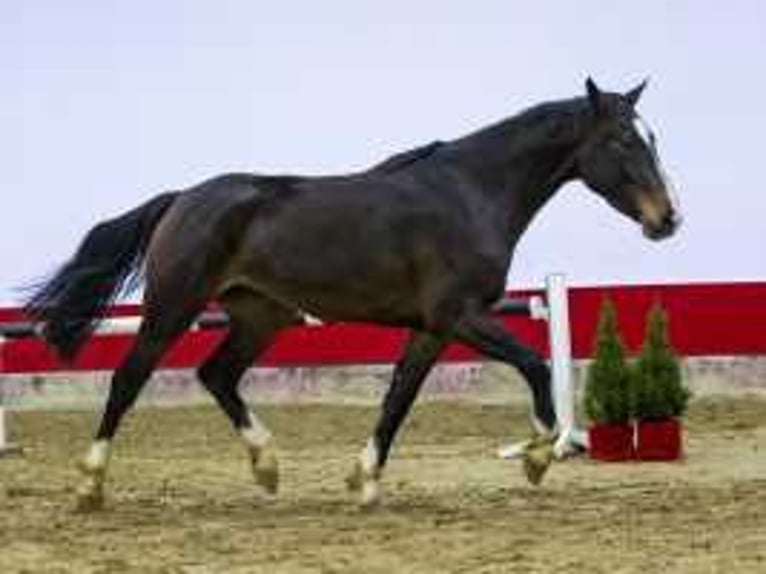 KWPN Hengst 3 Jahre 161 cm Brauner in Waddinxveen