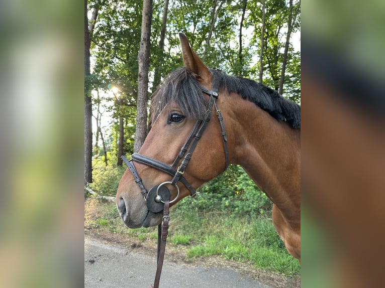 KWPN Hengst 3 Jahre 161 cm Hellbrauner in Sch&#xFC;ttorf