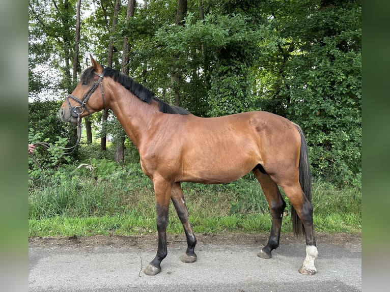 KWPN Hengst 3 Jahre 161 cm Hellbrauner in Sch&#xFC;ttorf