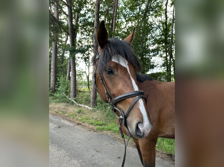 KWPN Hengst 3 Jahre 161 cm Hellbrauner in Sch&#xFC;ttorf