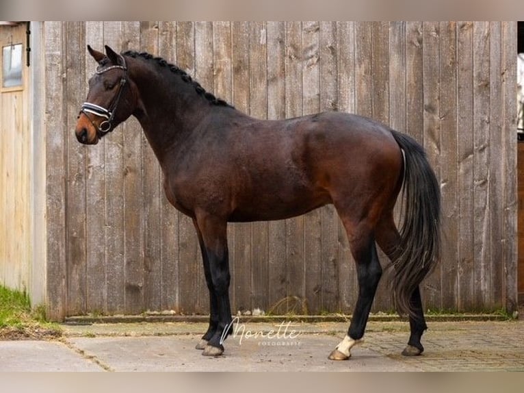 KWPN Hengst 3 Jahre 162 cm Brauner in Nieuw-Vennep