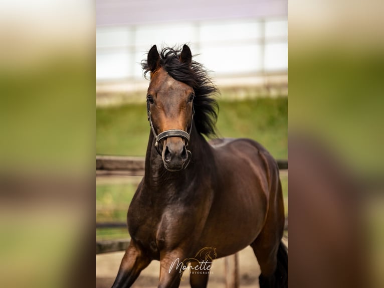 KWPN Hengst 3 Jahre 162 cm Brauner in Nieuw-Vennep