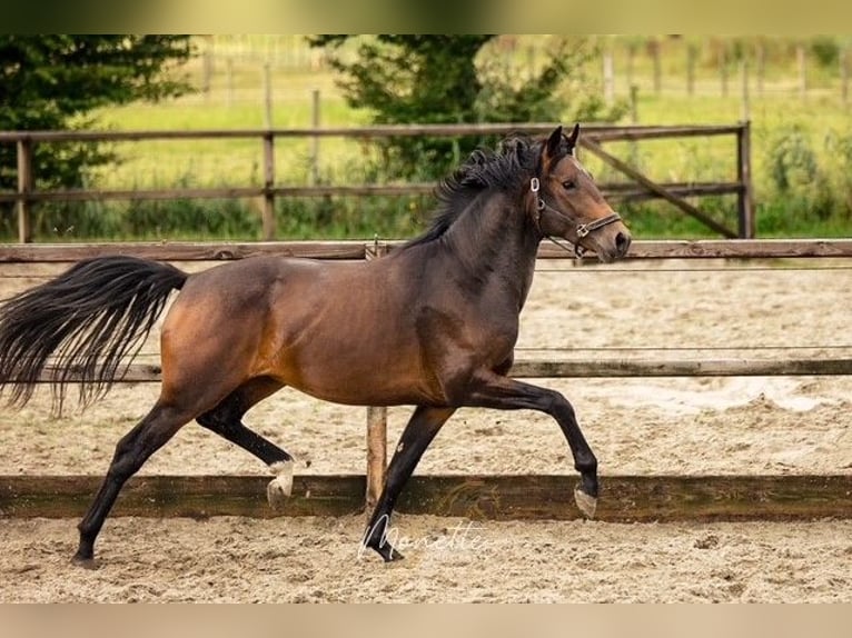 KWPN Hengst 3 Jahre 162 cm Brauner in Nieuw-Vennep